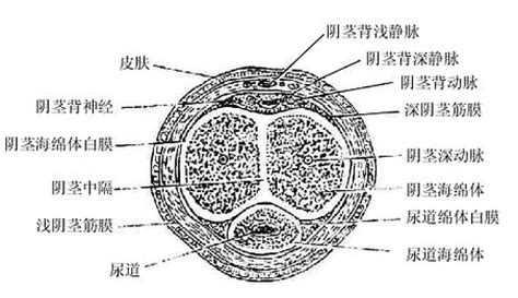 男性 陰莖|人體解剖學/男性生殖器